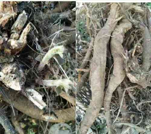 喜迎两会重点推荐 权威医学最具影响力人物---夏孔彪